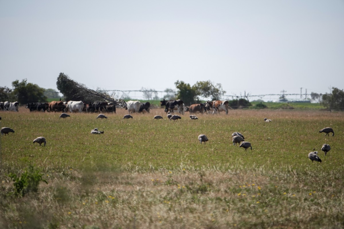 Céréopse cendré - ML646768412