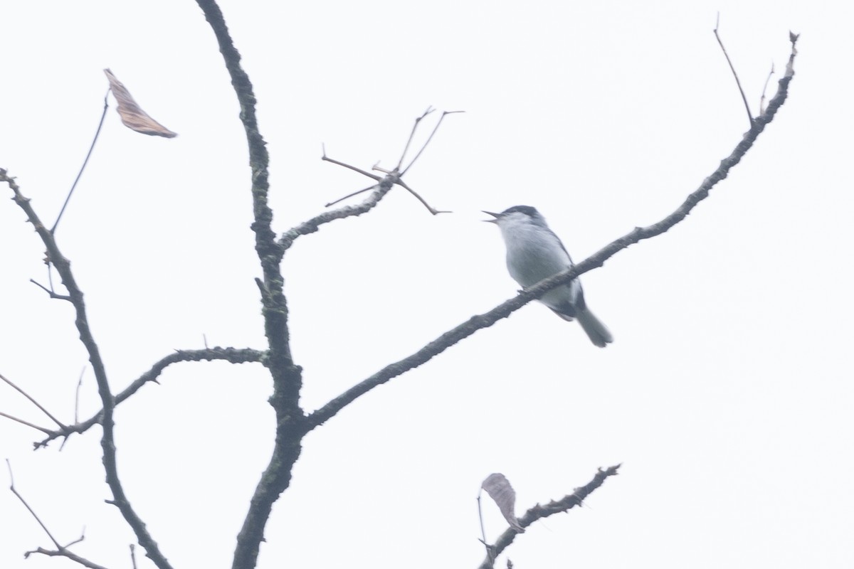 Tropical Gnatcatcher - ML646768413