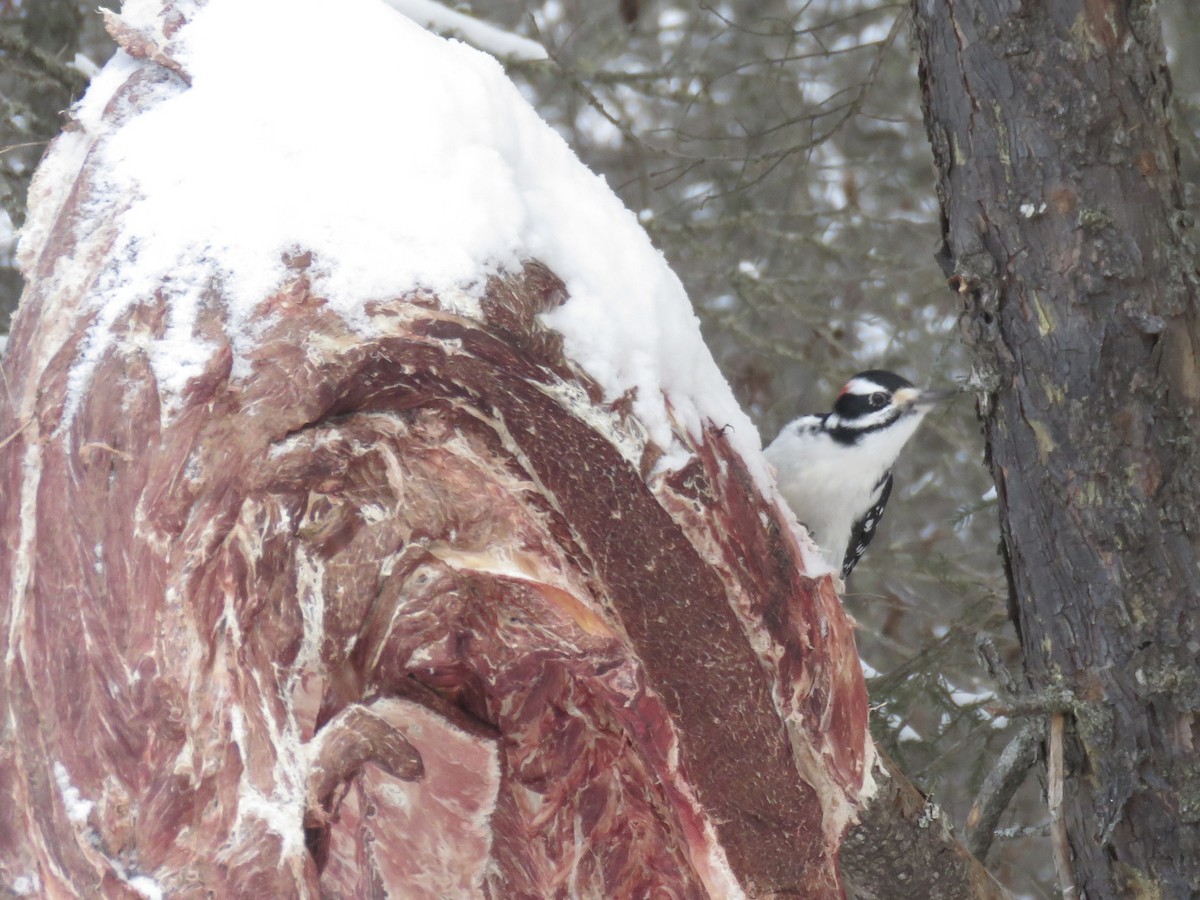 Дятел волохатий - ML646768418