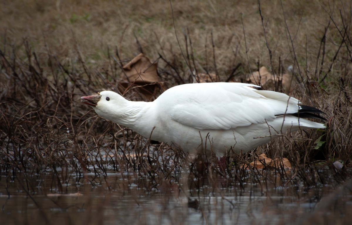 אווז קנדי - ML646768423