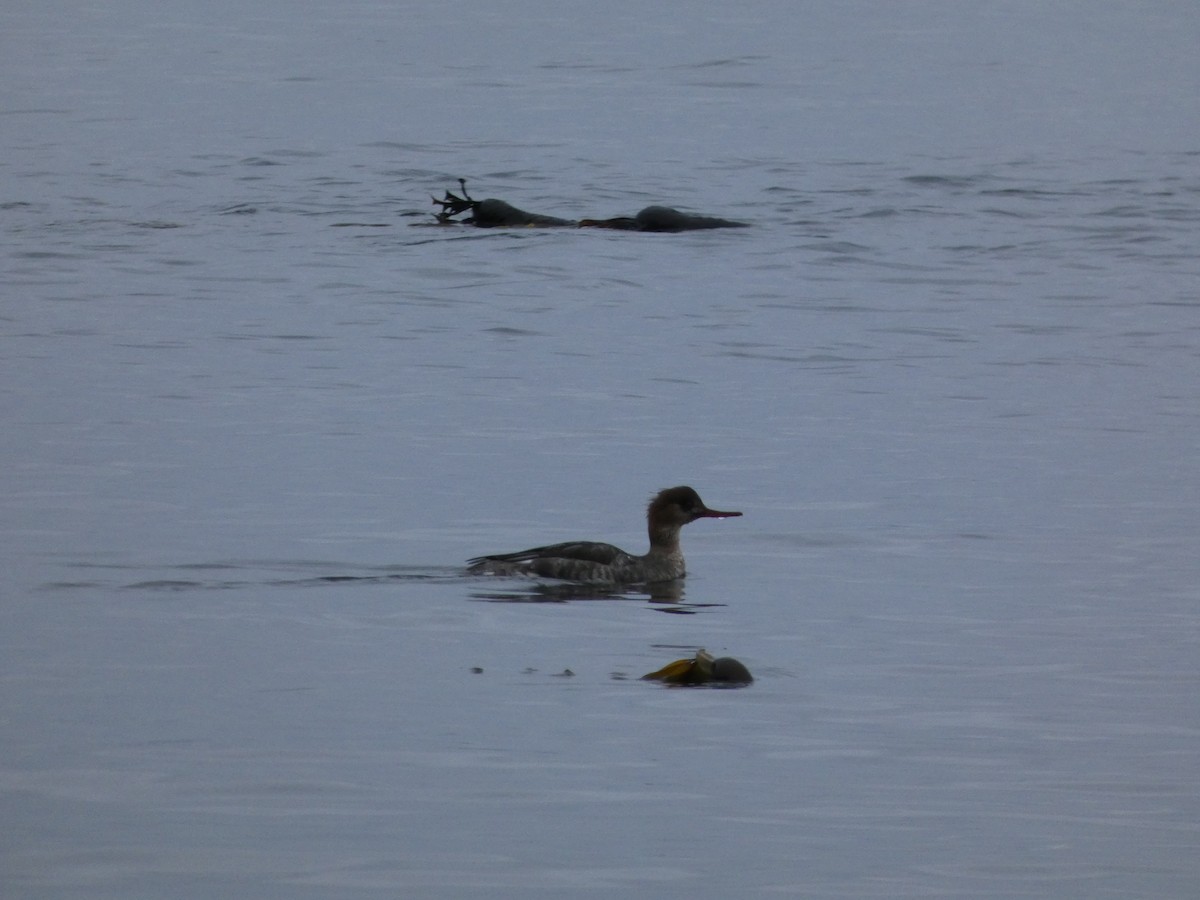 Сэвгэр бохио - ML646768424