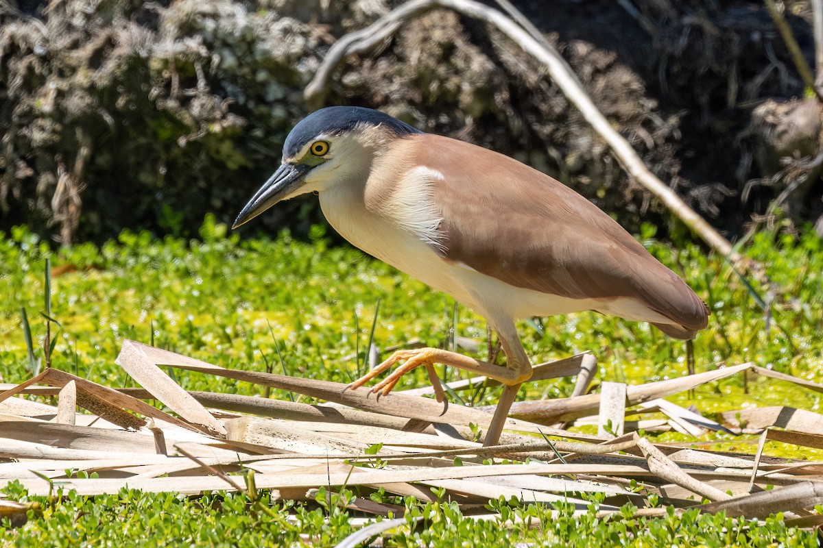 Рыжая кваква - ML646768425