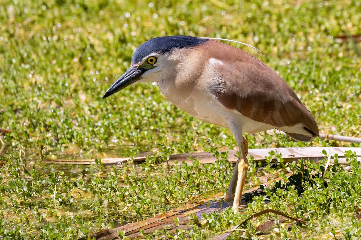 Рыжая кваква - ML646768426