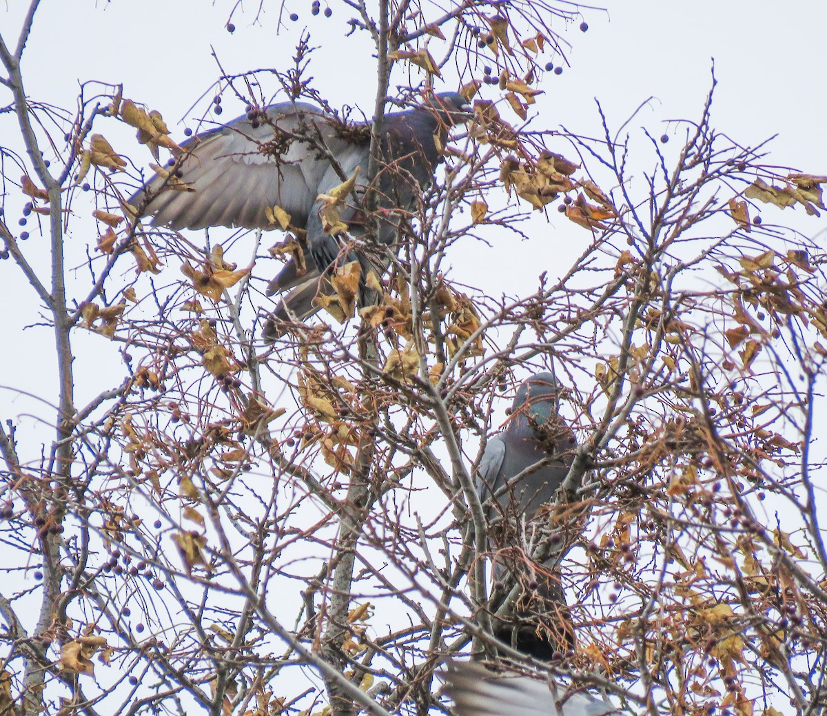 Сизый голубь (Одомашненного типа) - ML646768429