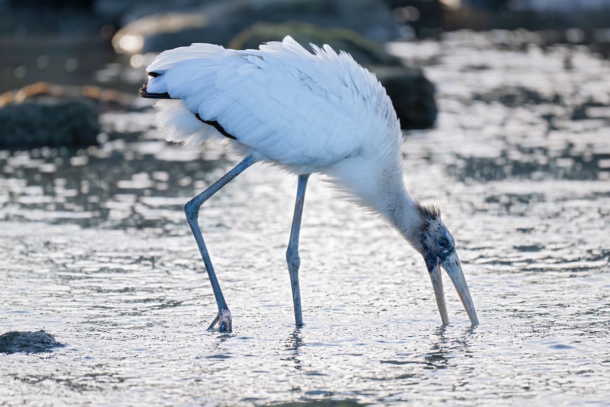 Wood Stork - ML646768432