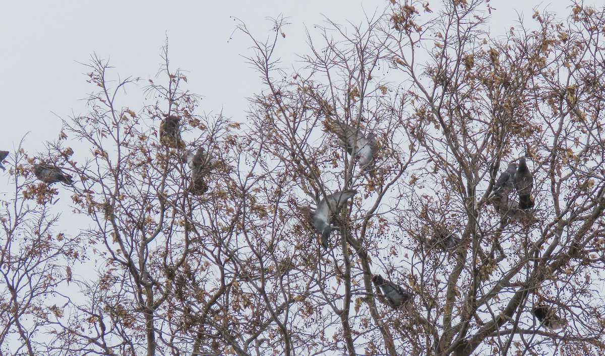 Сизый голубь (Одомашненного типа) - ML646768433