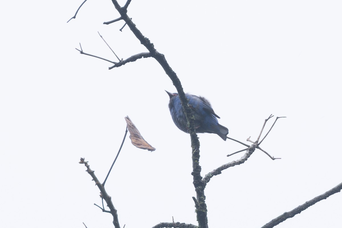 Blue Dacnis - ML646768434