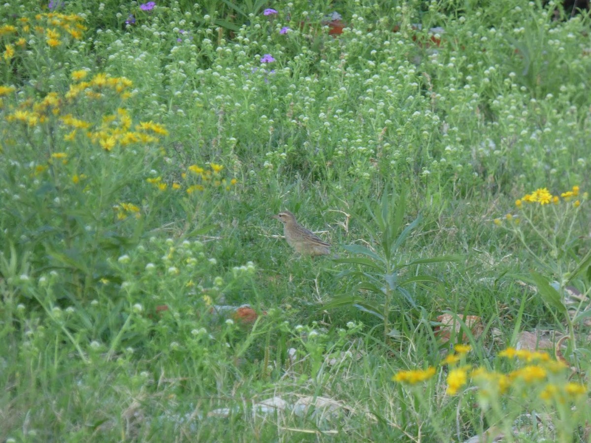 Firewood-gatherer - ML646768435