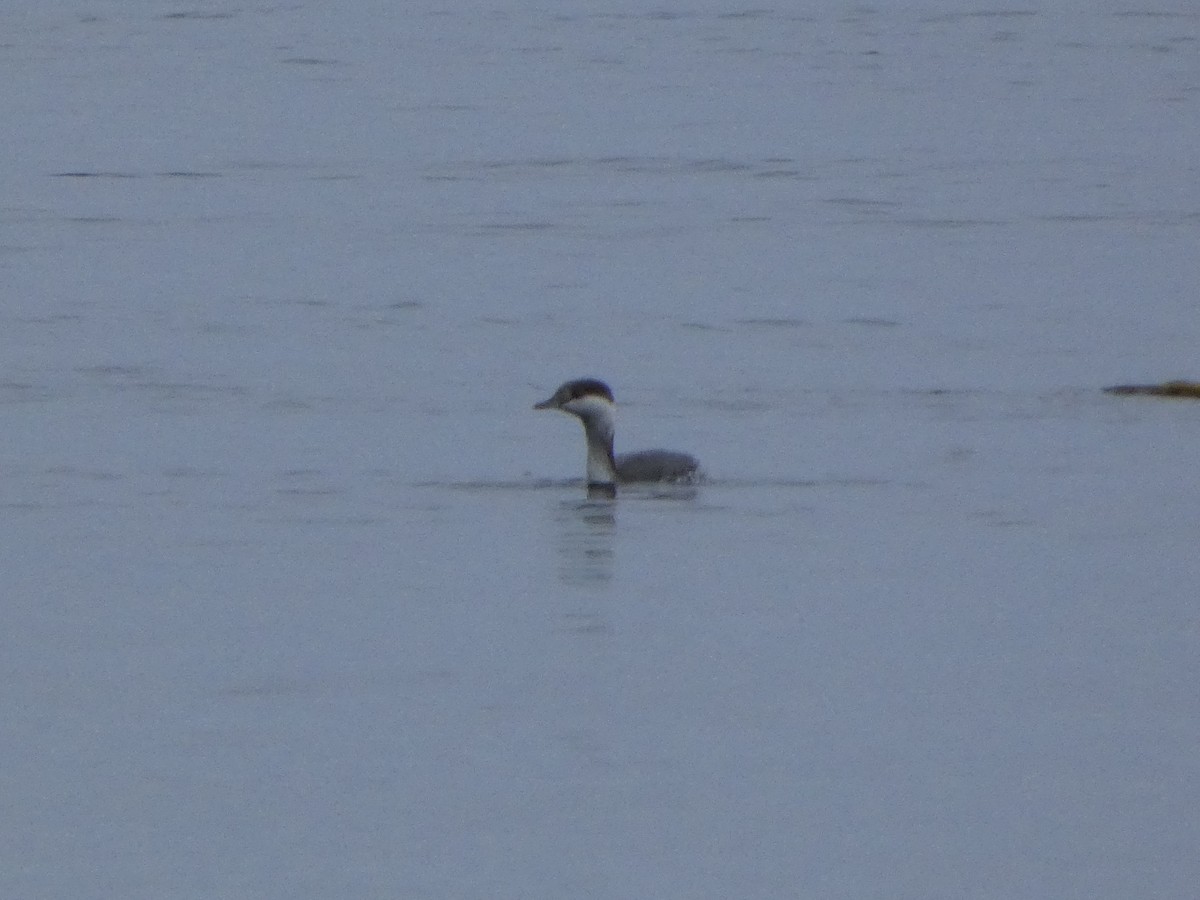 Grèbe jougris - ML646768436