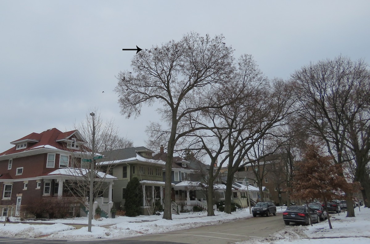 Сизый голубь (Одомашненного типа) - ML646768439