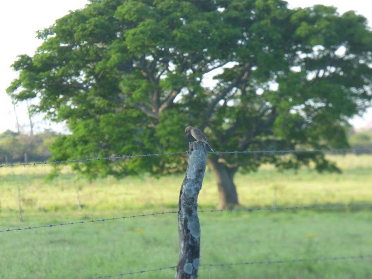 Firewood-gatherer - ML646768441