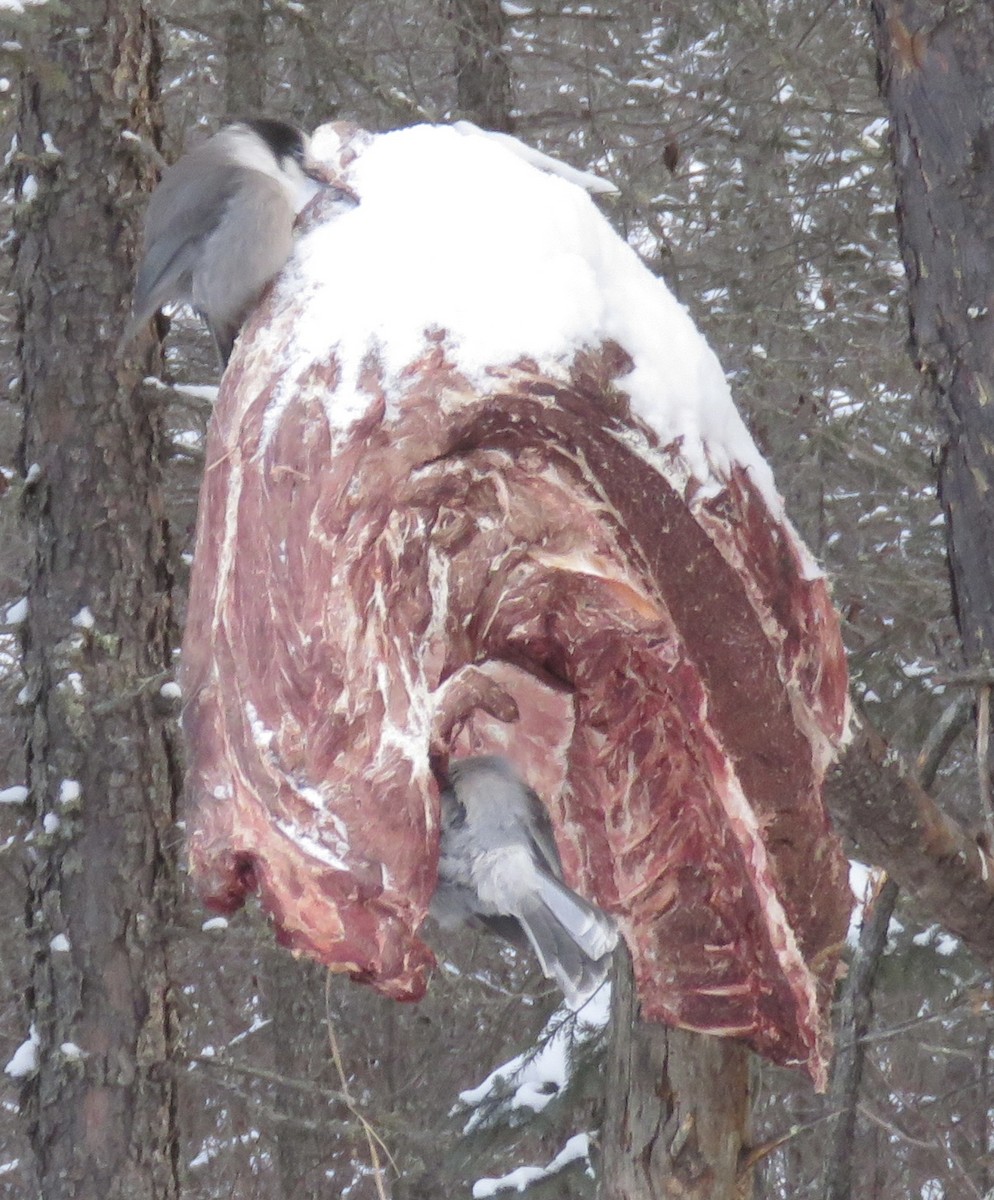 Кукша канадська [група canadensis] - ML646768443