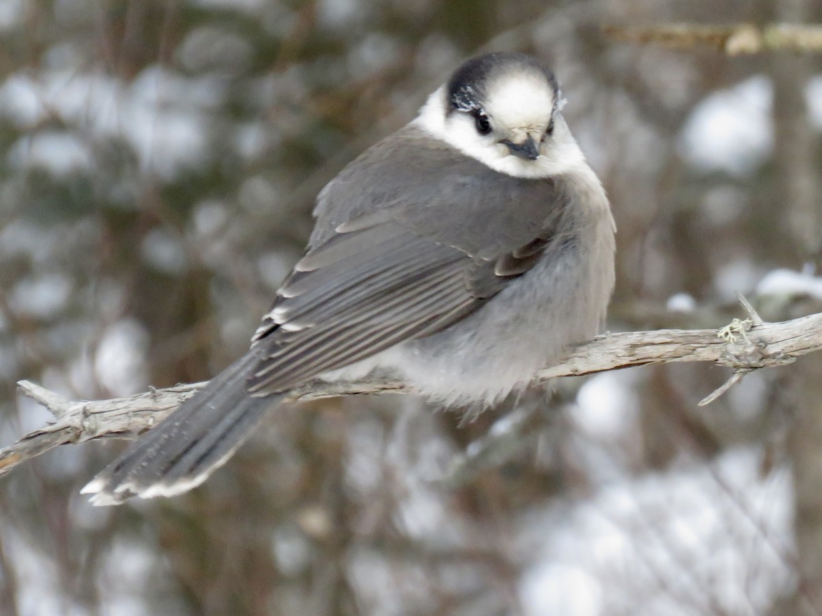 Кукша канадська [група canadensis] - ML646768444