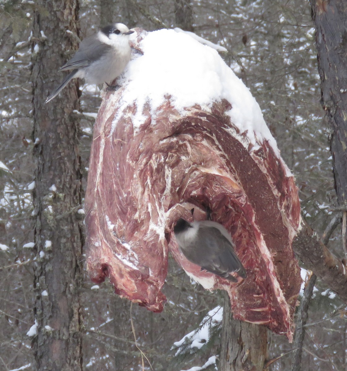 Кукша канадська [група canadensis] - ML646768445