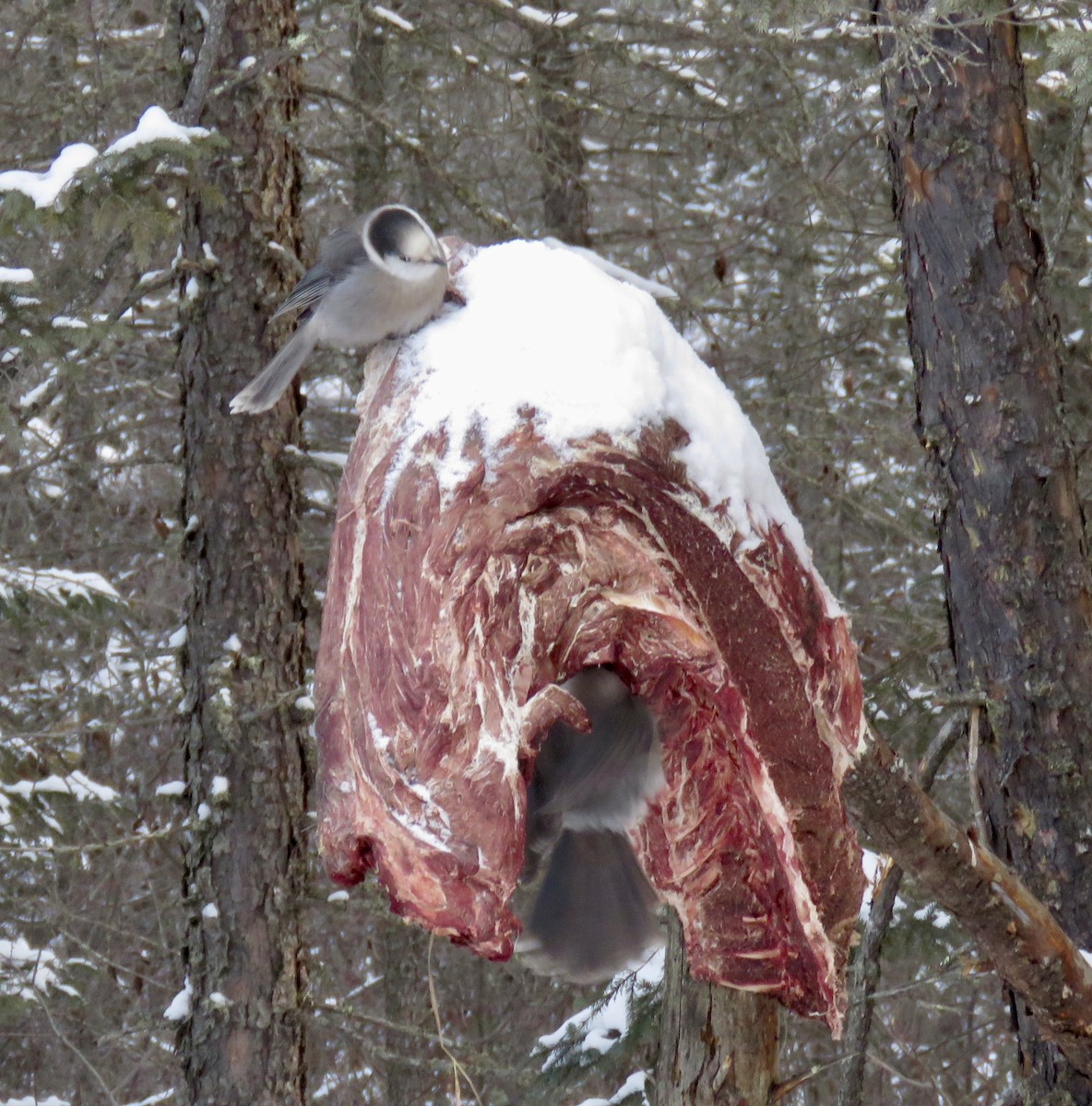 Mésangeai du Canada (groupe canadensis) - ML646768446