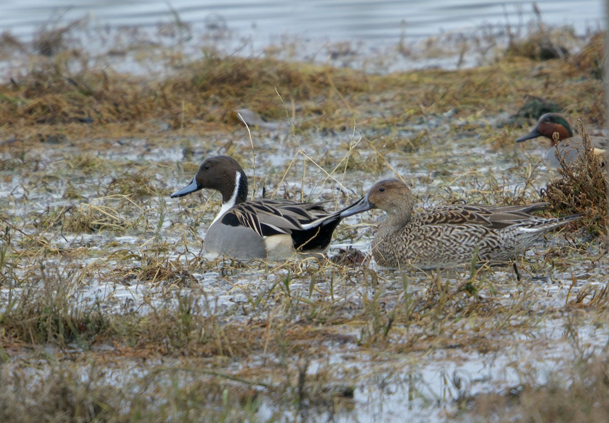 Codone - ML646768447