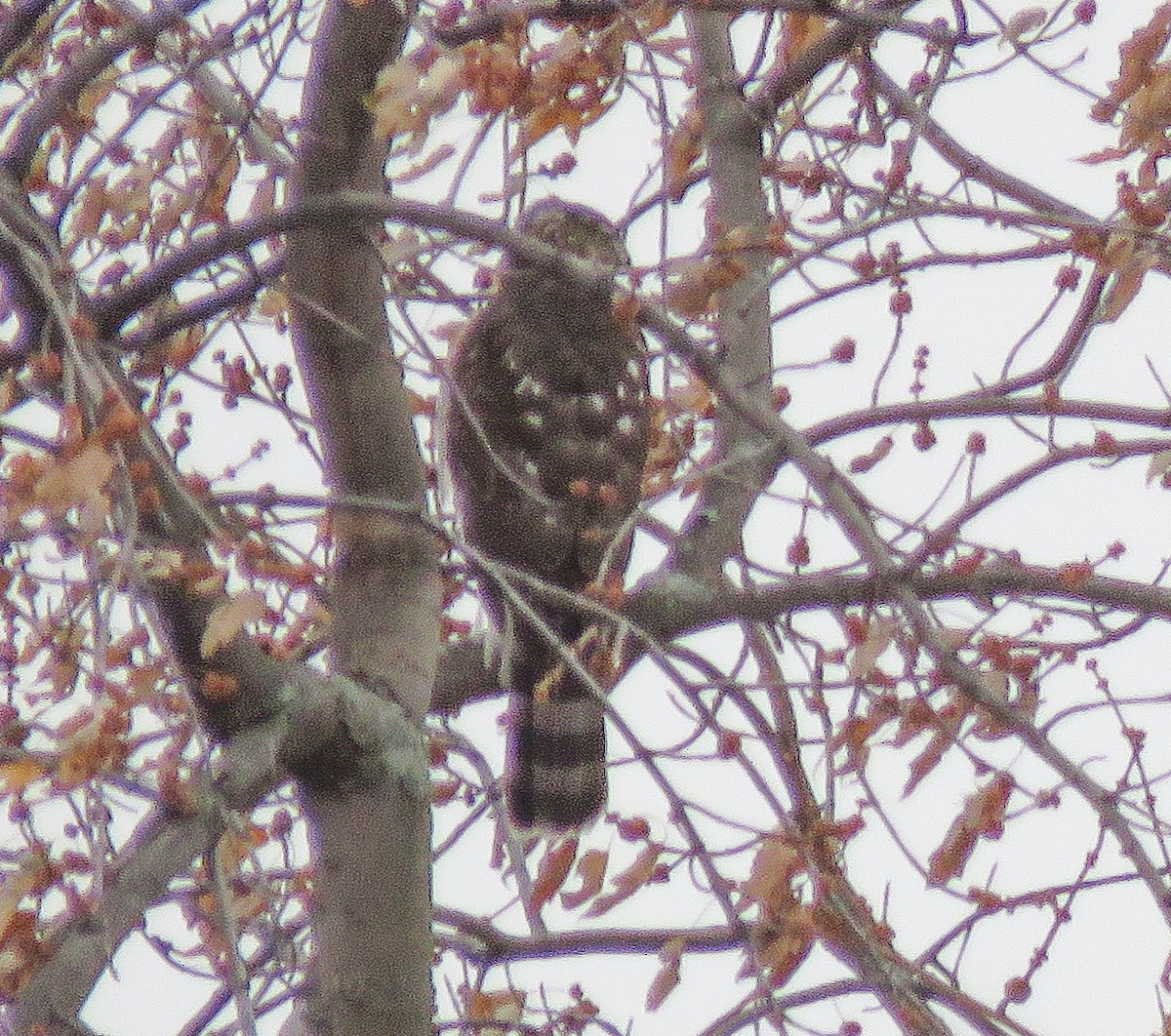 Куперов ястреб - ML646768448