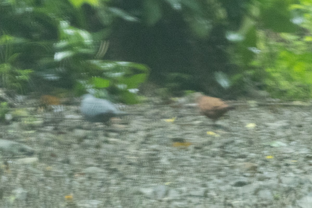 Colombe bleutée - ML646768449