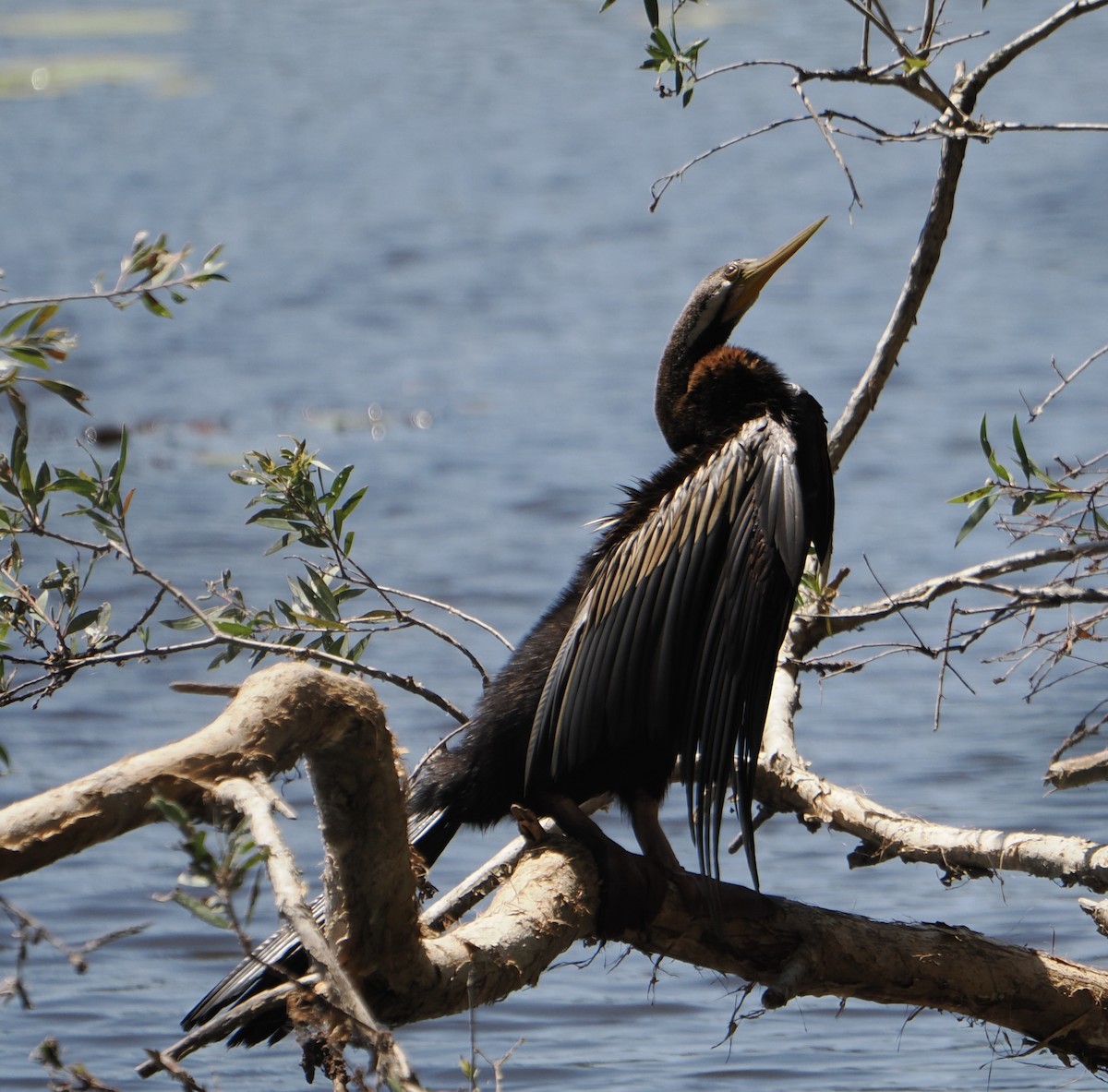 Anhinga d'Australie - ML646768450