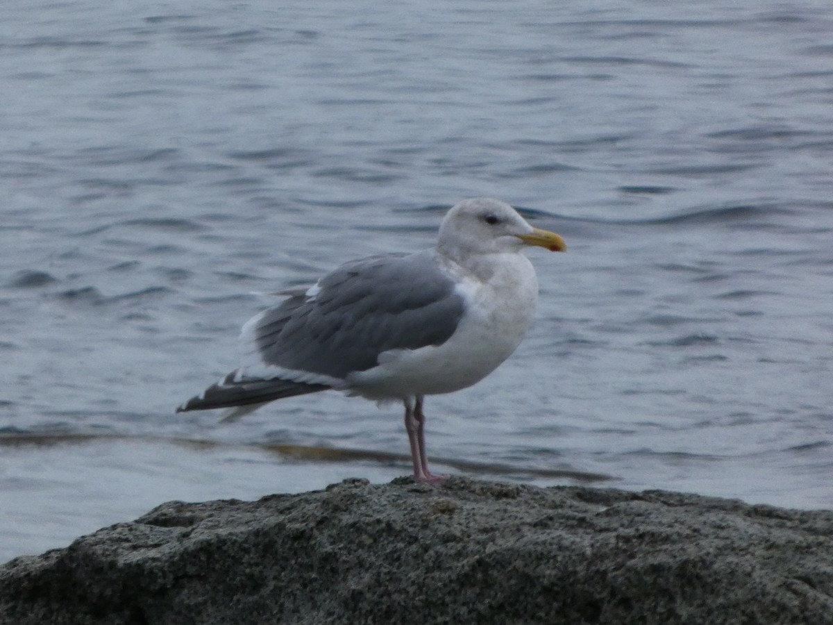 Goéland à ailes grises - ML646768451