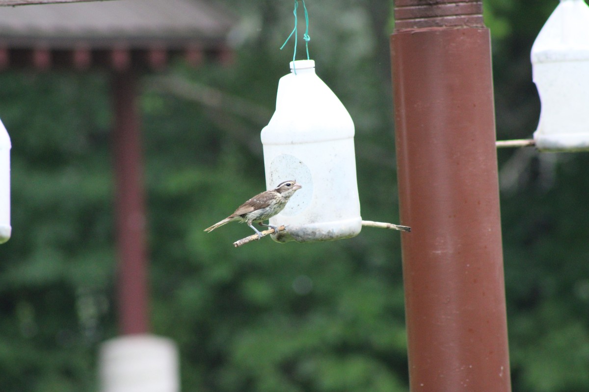 Cardinal à poitrine rose - ML646768453