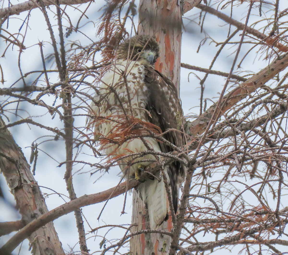 Buse à queue rousse - ML646768454