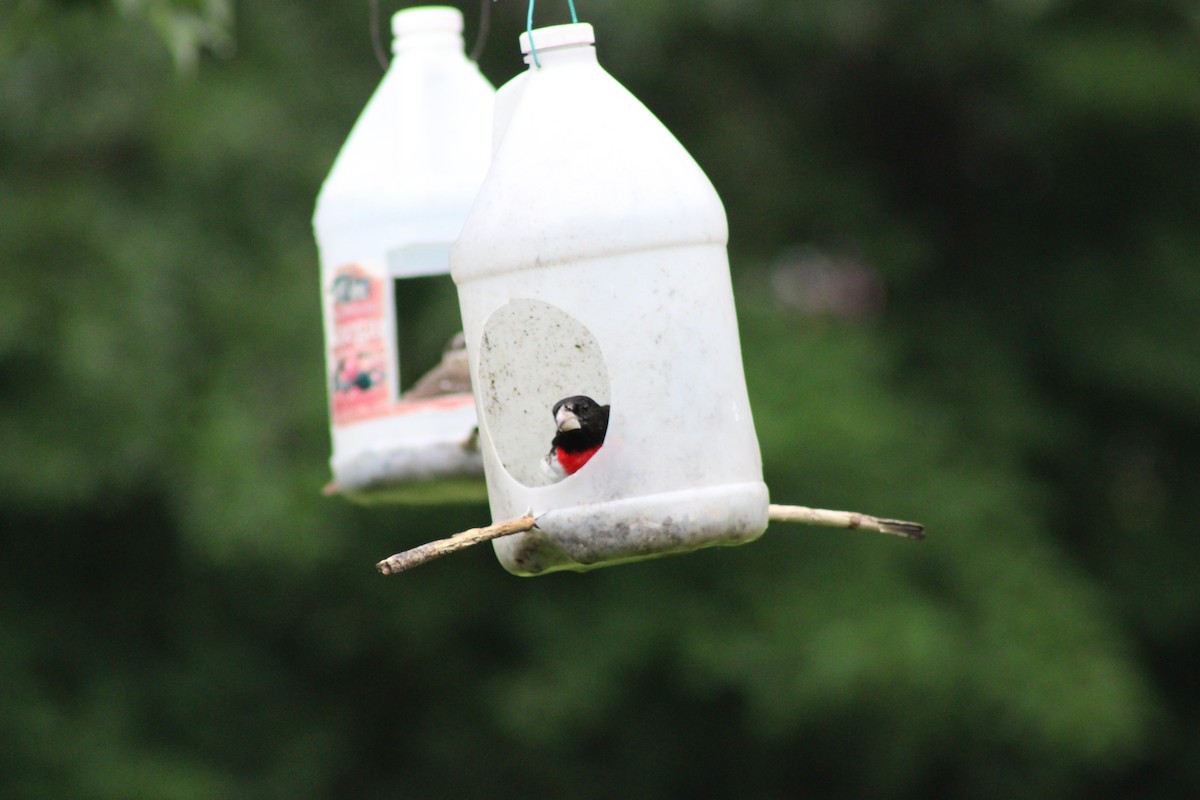Cardinal à poitrine rose - ML646768455