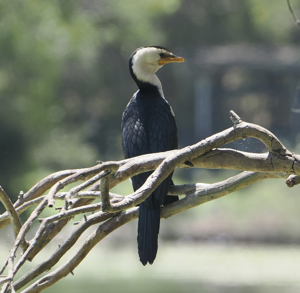 Cormoran pie - ML646768456