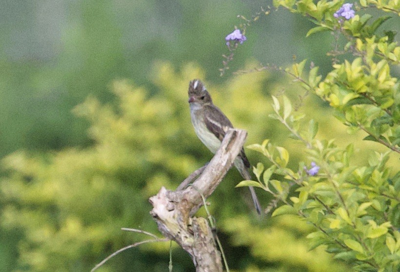 Élénie écaillée - ML646768457