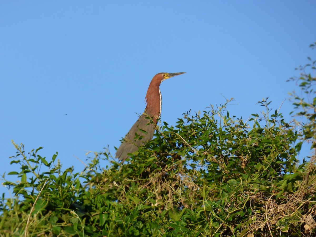 Onoré rayé - ML646768458