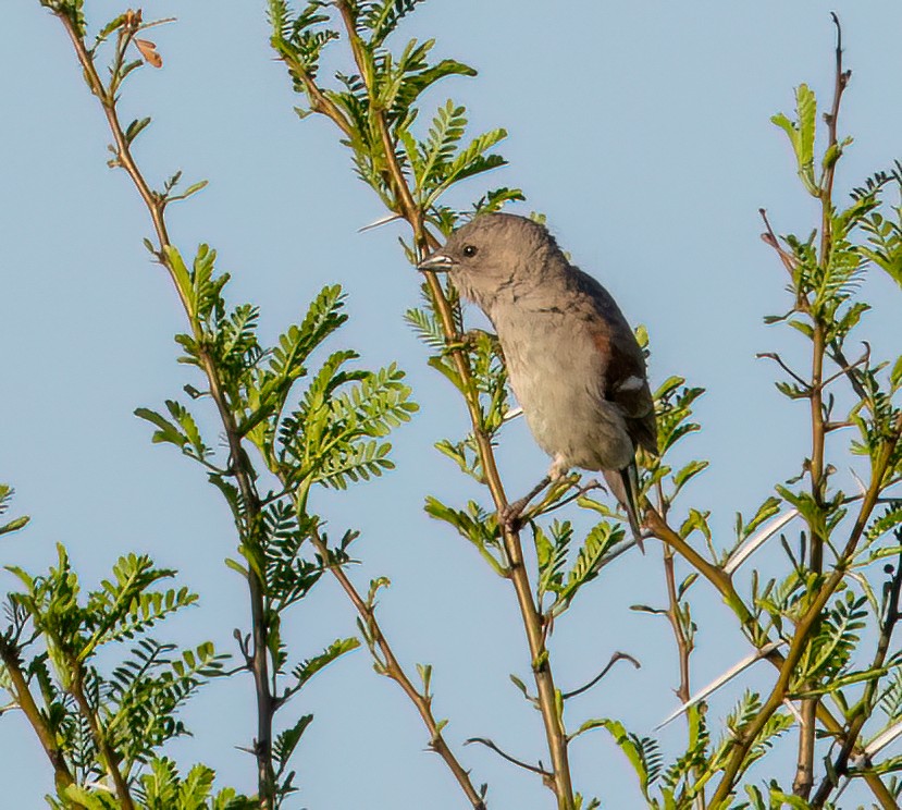 Moineau sud-africain - ML646768459