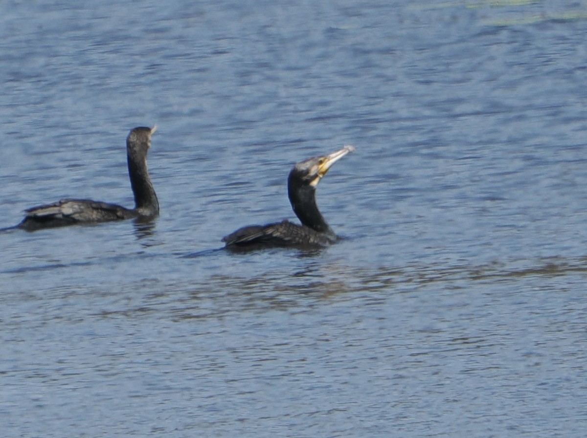 Grand Cormoran - ML646768460