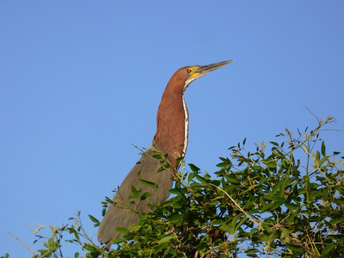 Onoré rayé - ML646768461