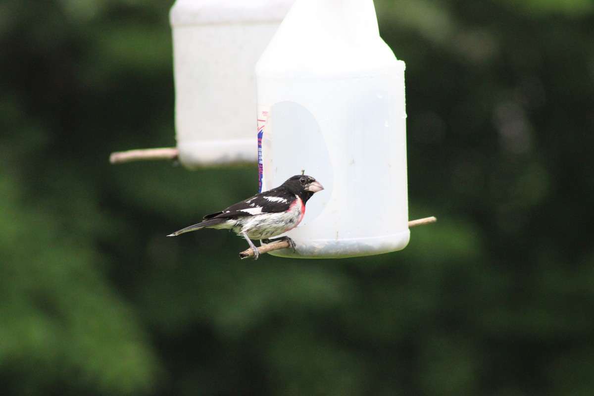 Cardinal à poitrine rose - ML646768463