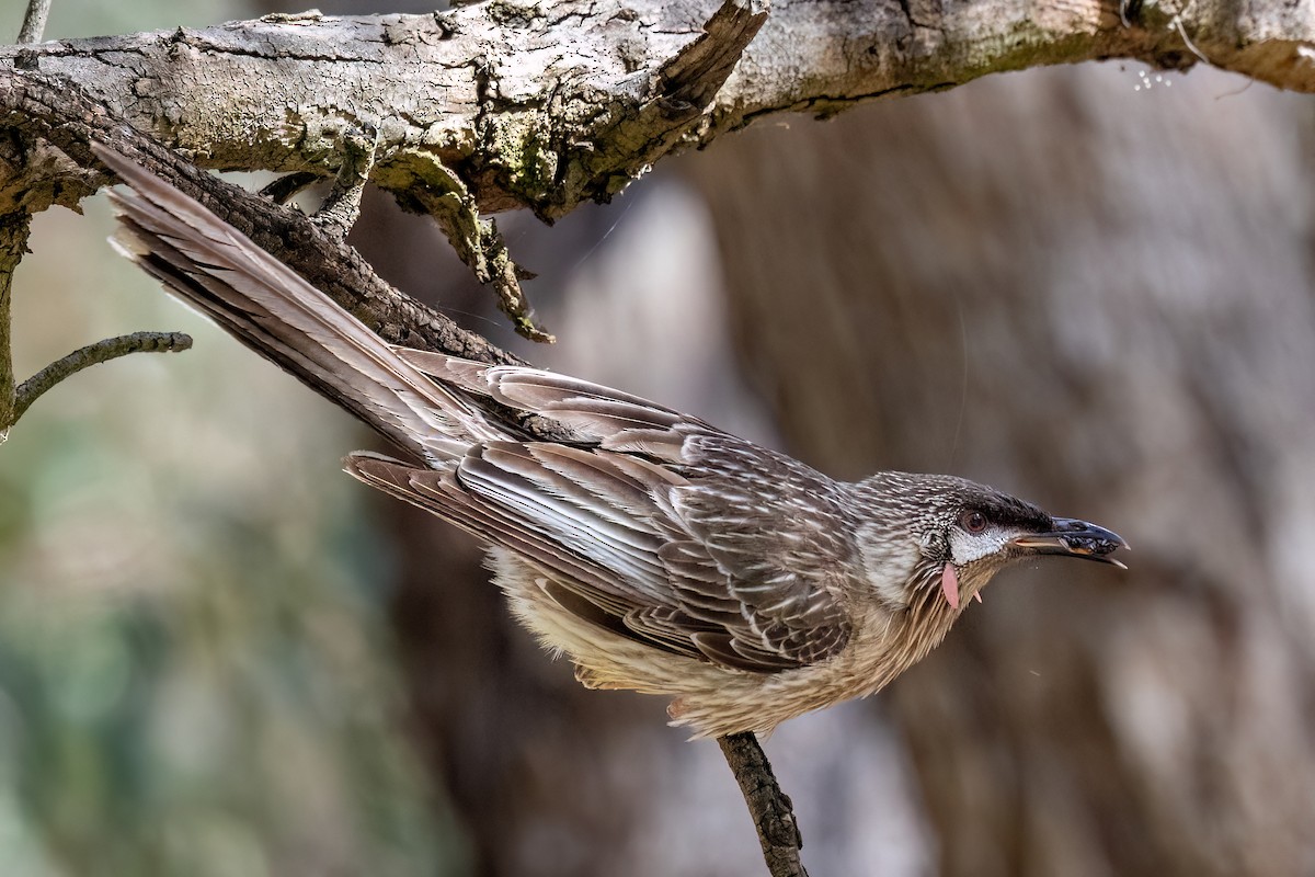 Méliphage barbe-rouge - ML646768464