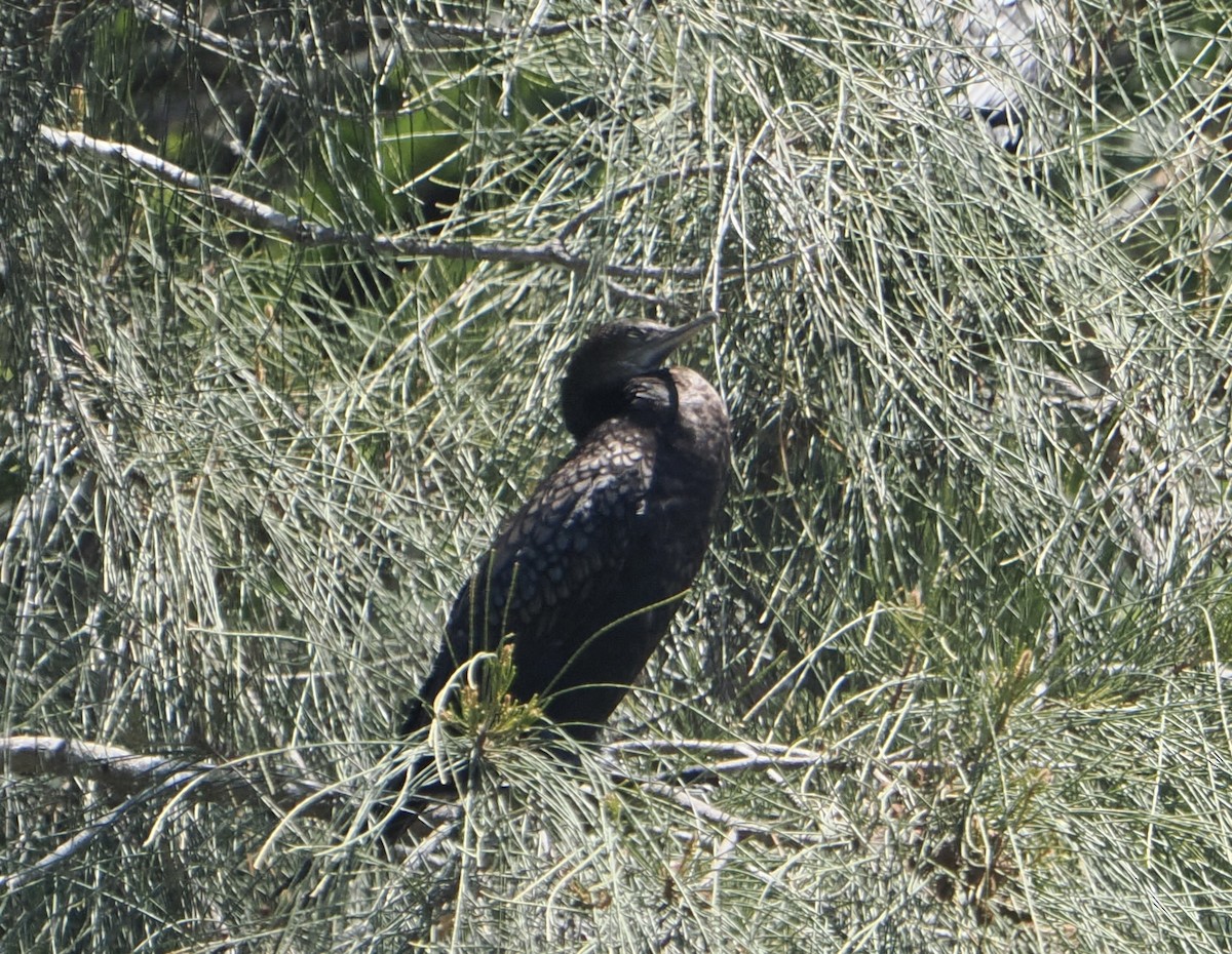 Cormoran noir - ML646768465