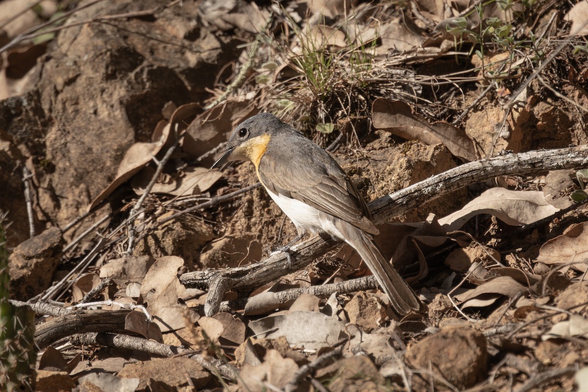 Monarque rougegorge - ML646768466