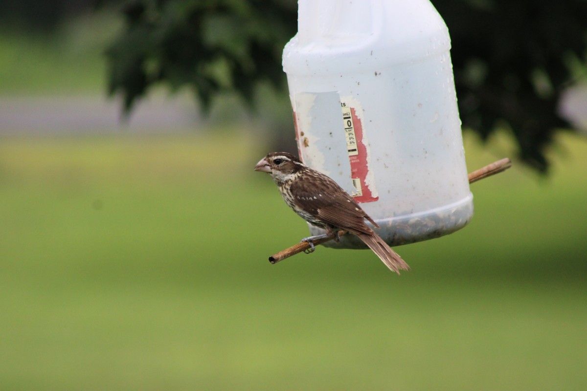 Cardinal à poitrine rose - ML646768467