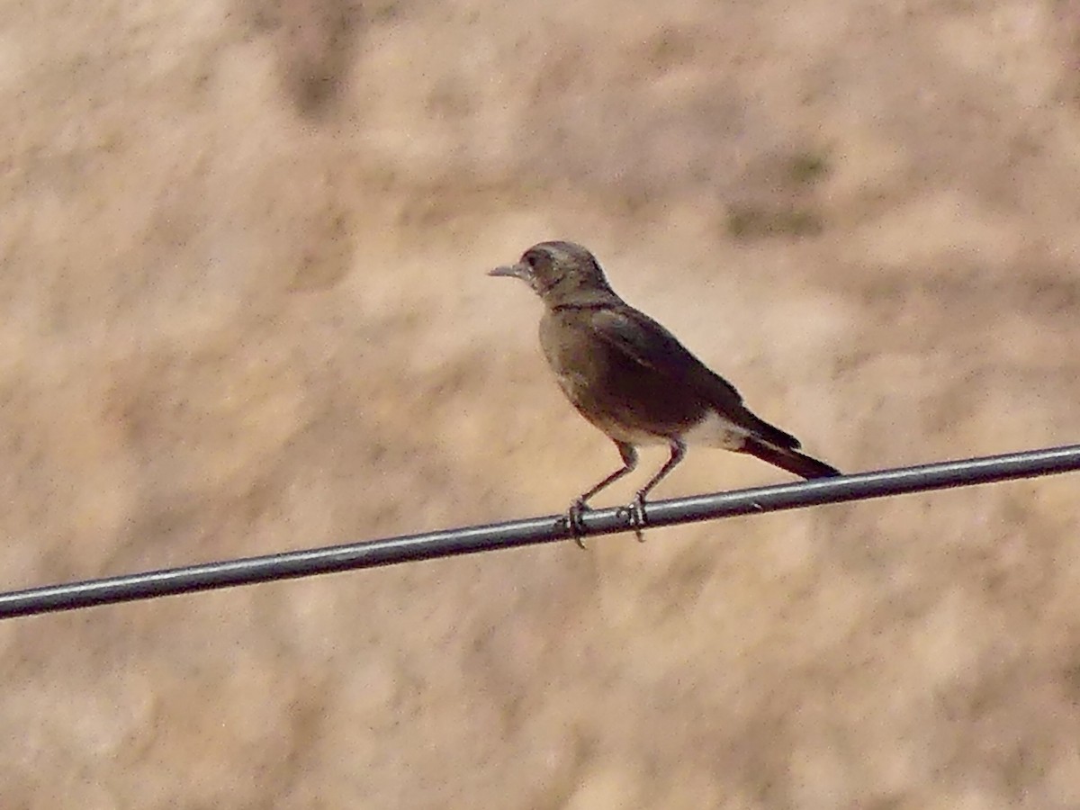 Traquet montagnard - ML646768468