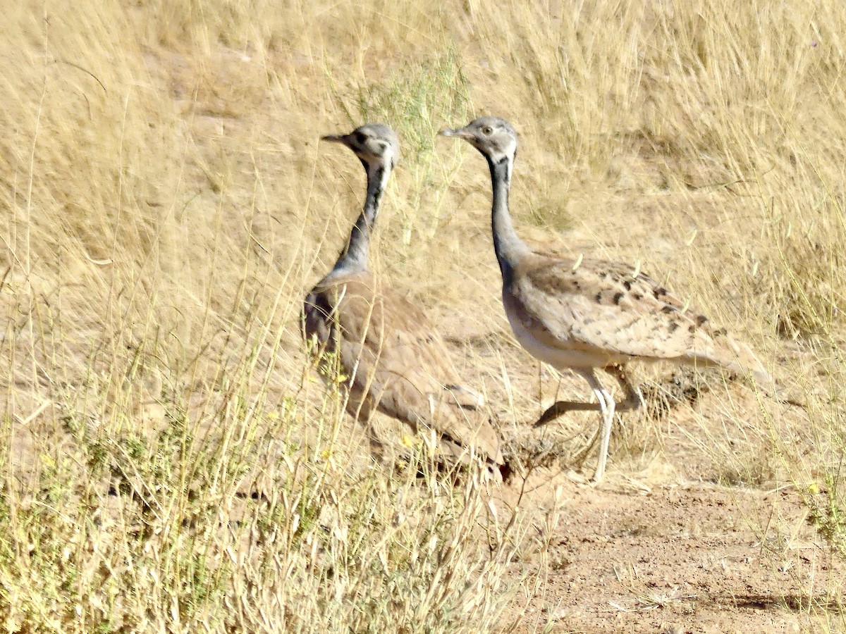 Outarde de Rüppell - ML646768469