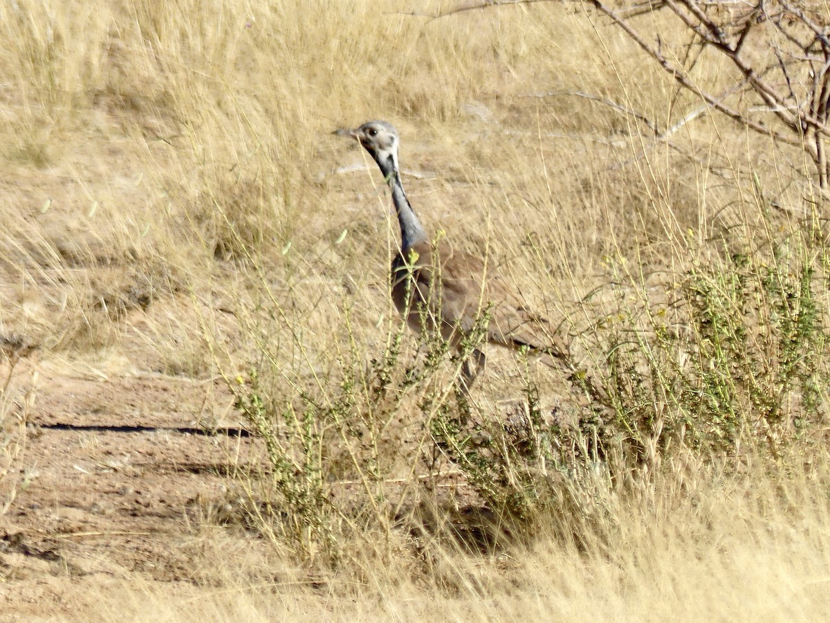 Outarde de Rüppell - ML646768471