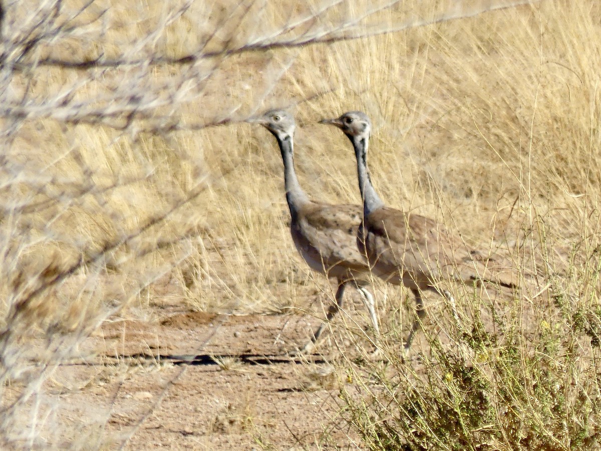 Outarde de Rüppell - ML646768472