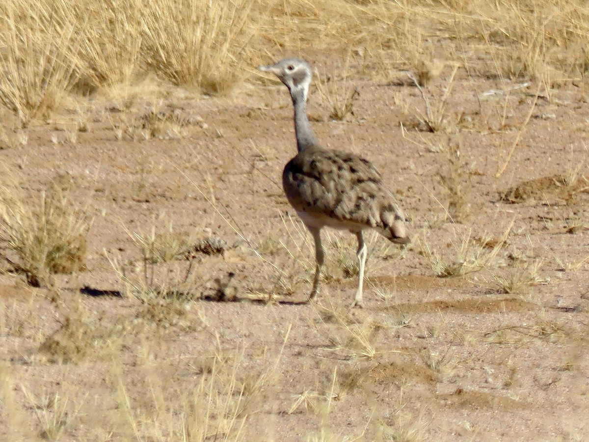 Outarde de Rüppell - ML646768473