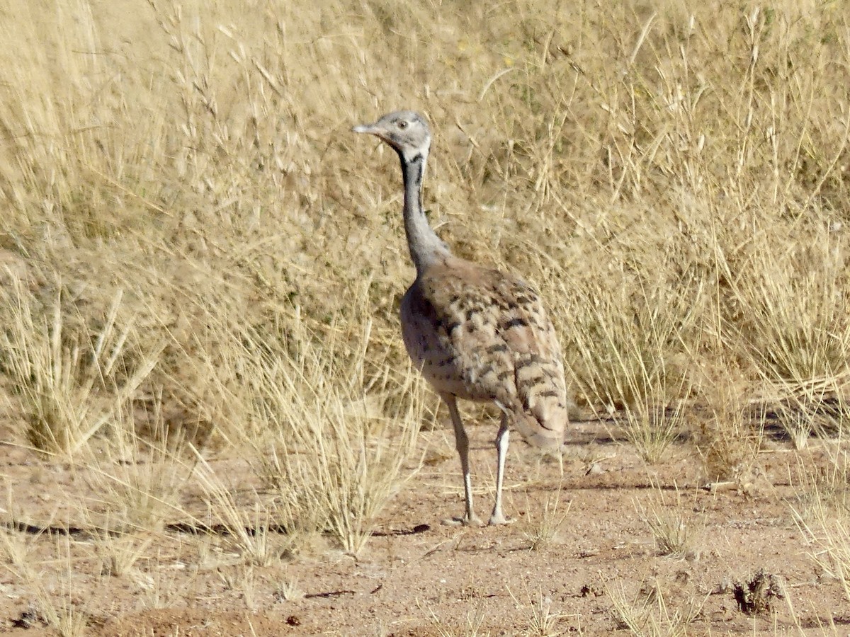 Outarde de Rüppell - ML646768474