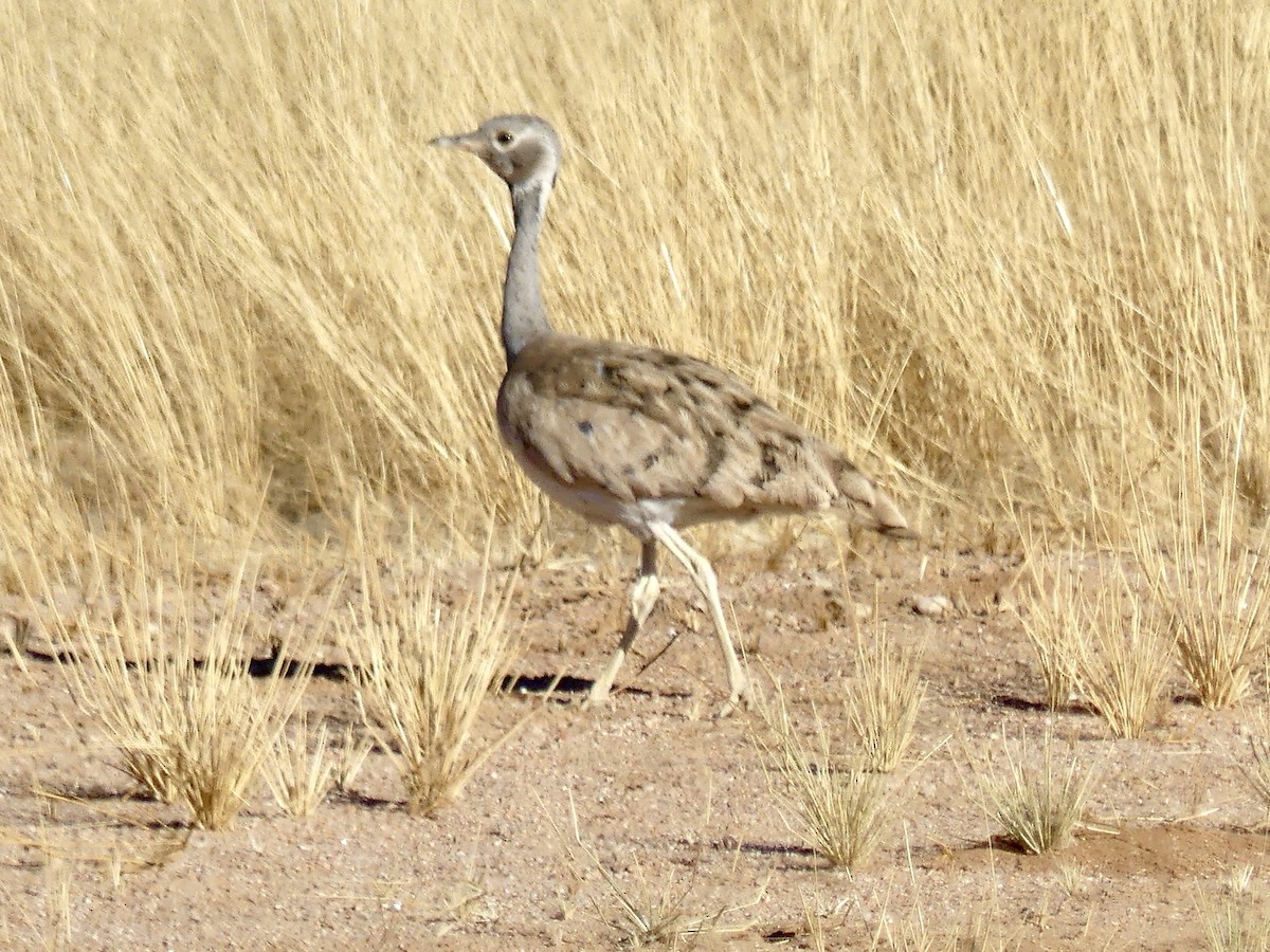 Outarde de Rüppell - ML646768475