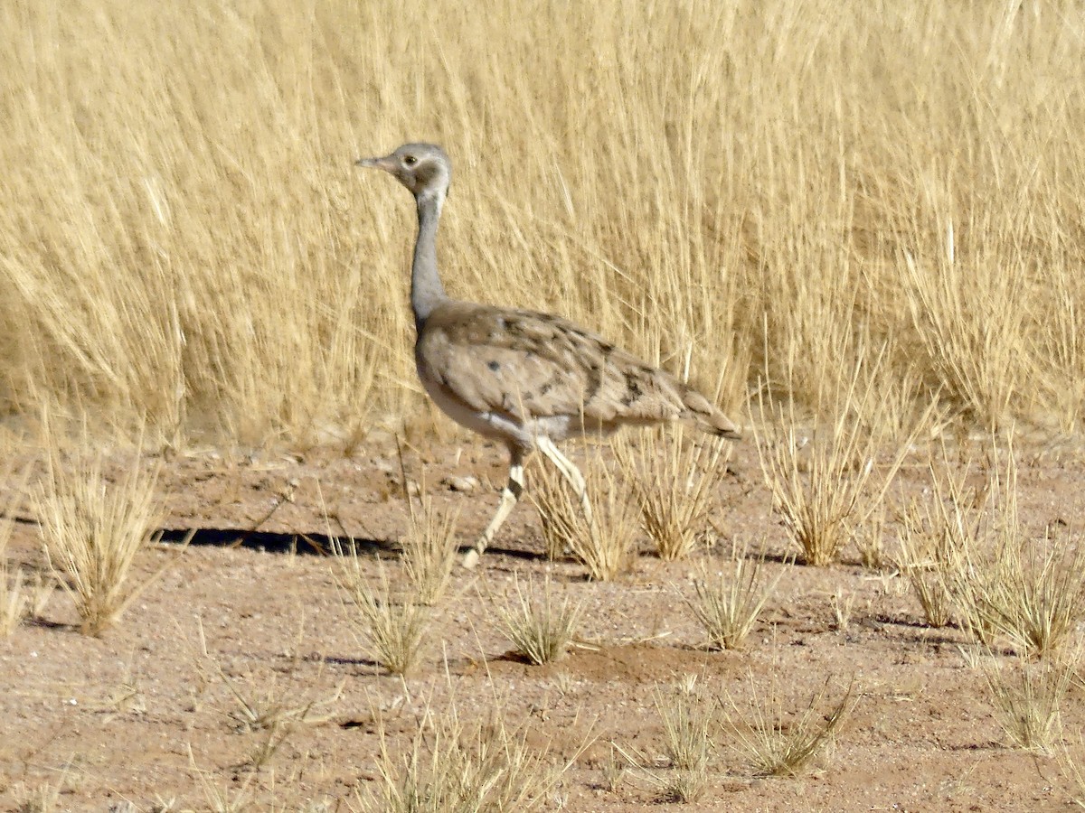 Outarde de Rüppell - ML646768476