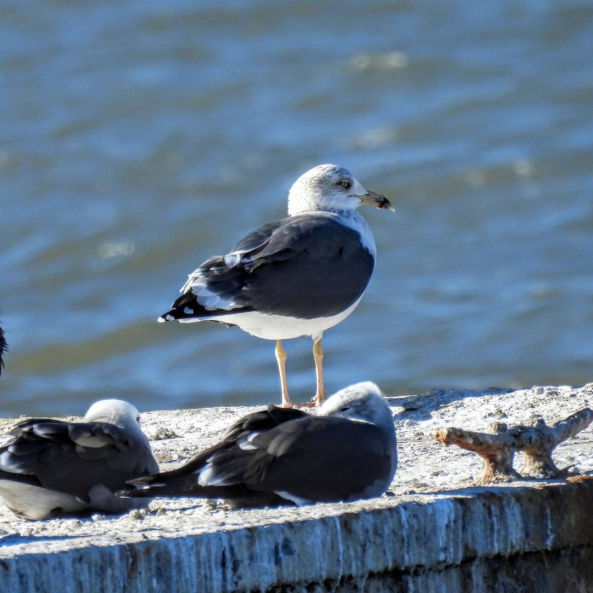 Lesser Black-backed Gull - ML646768477