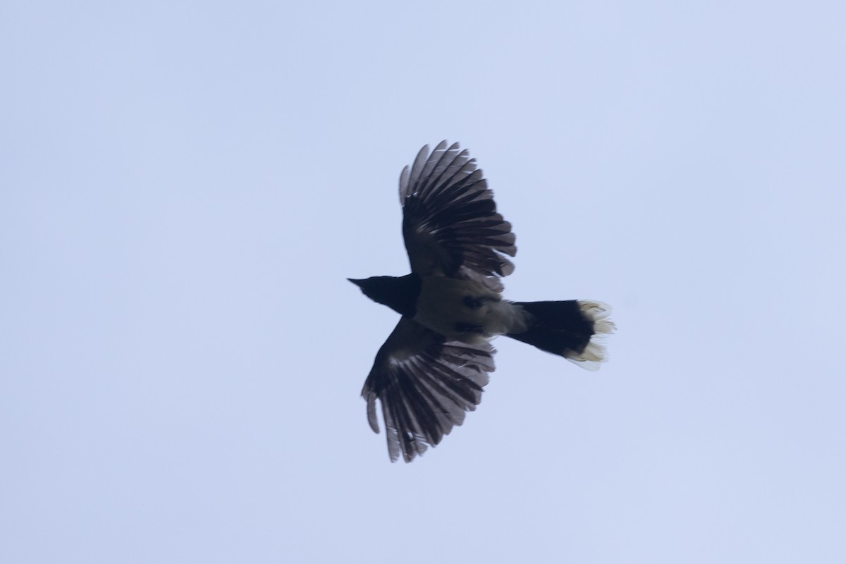 Geai à poitrine noire - ML646768478