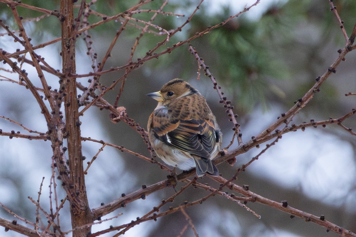 Dağ İspinozu - ML646768481