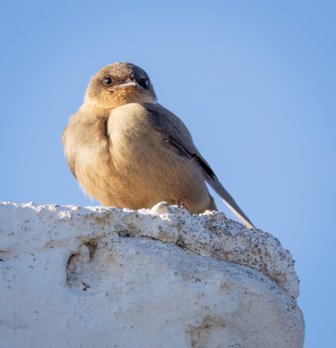 Hirondelle isabelline - ML646768482